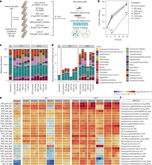 The Parkinson’s disease drug entacapone disrupts gut microbiome homoeostasis via iron sequestration