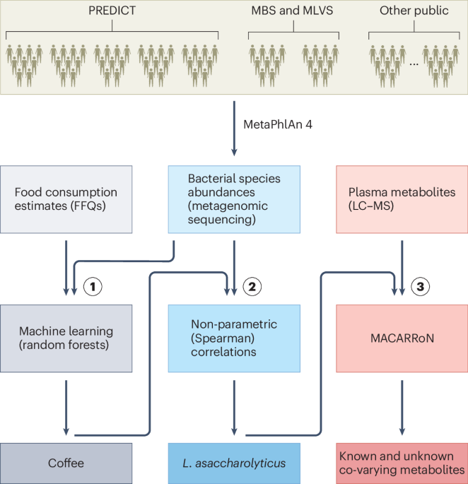 Coffee habits help shape gut communities