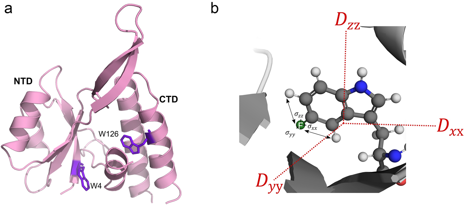 19F NMR relaxation of buried tryptophan side chains suggest anisotropic rotational diffusion of the protein RfaH