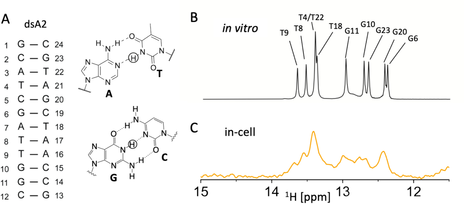 Optimising in-cell NMR acquisition for nucleic acids