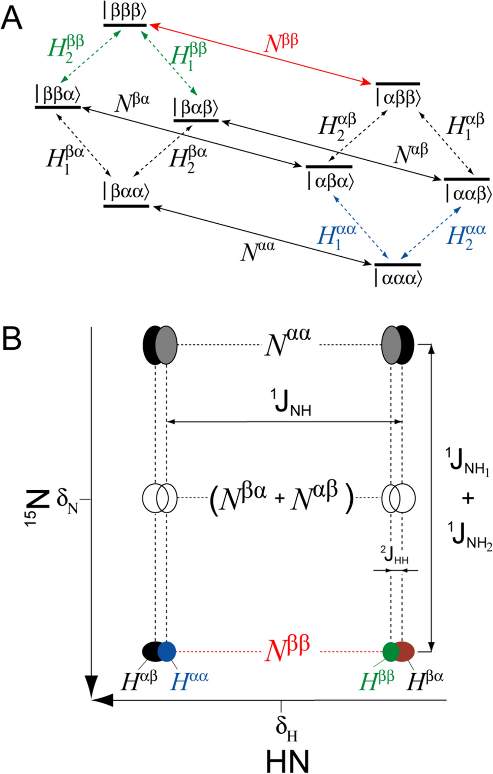 Transverse relaxation optimized spectroscopy of NH2 groups in glutamine and asparagine side chains of proteins