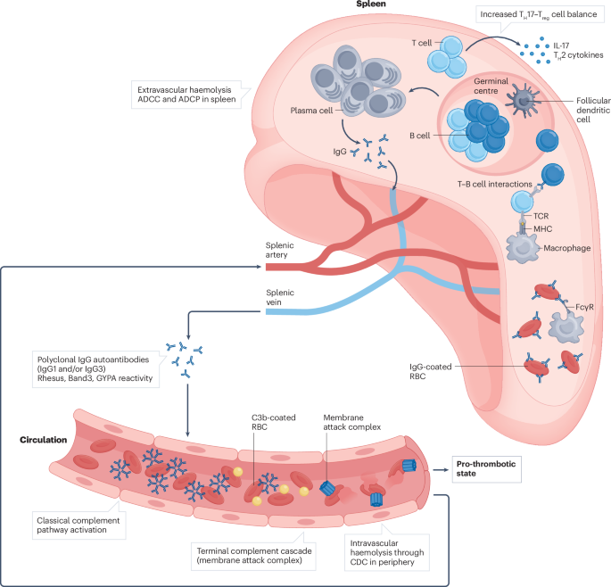 Autoimmune haemolytic anaemias