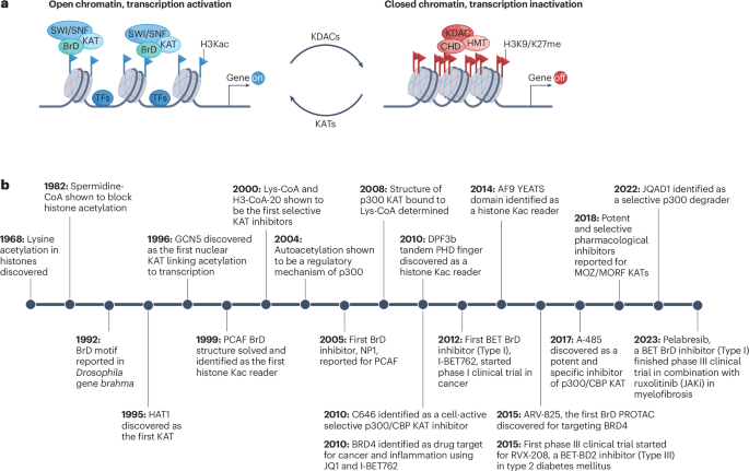 Targeting lysine acetylation readers and writers