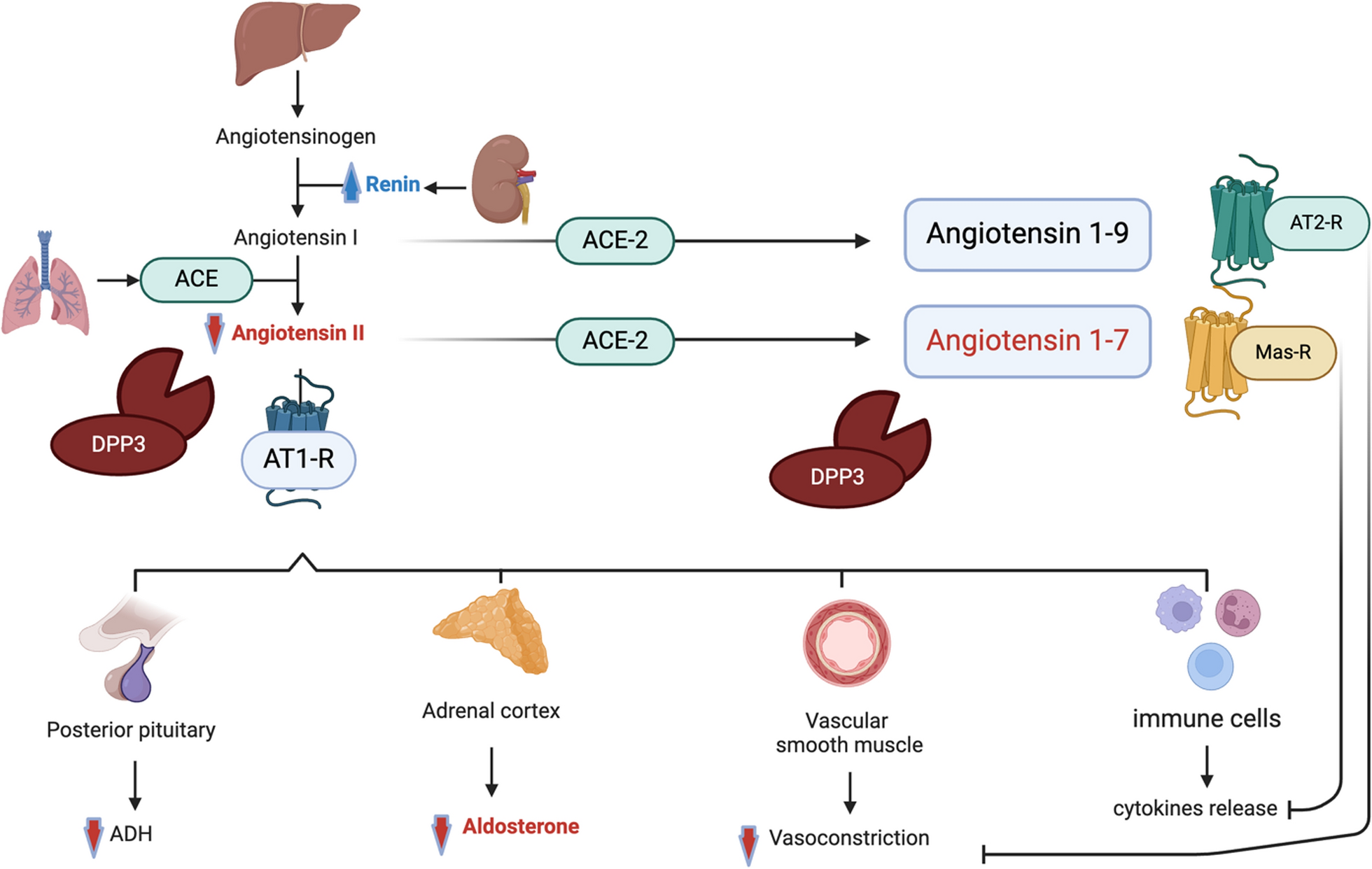 The renin–angiotensin–aldosterone-system in sepsis and its clinical modulation with exogenous angiotensin II