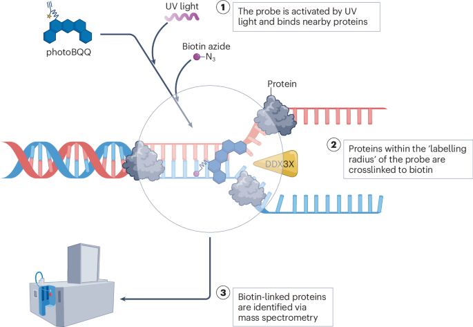 Cracking the triple helix