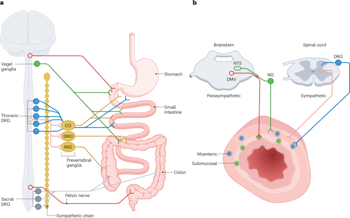 The gut–brain axis and pain signalling mechanisms in the gastrointestinal tract