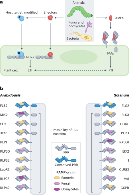 Plant pattern recognition receptors: from evolutionary insight to engineering