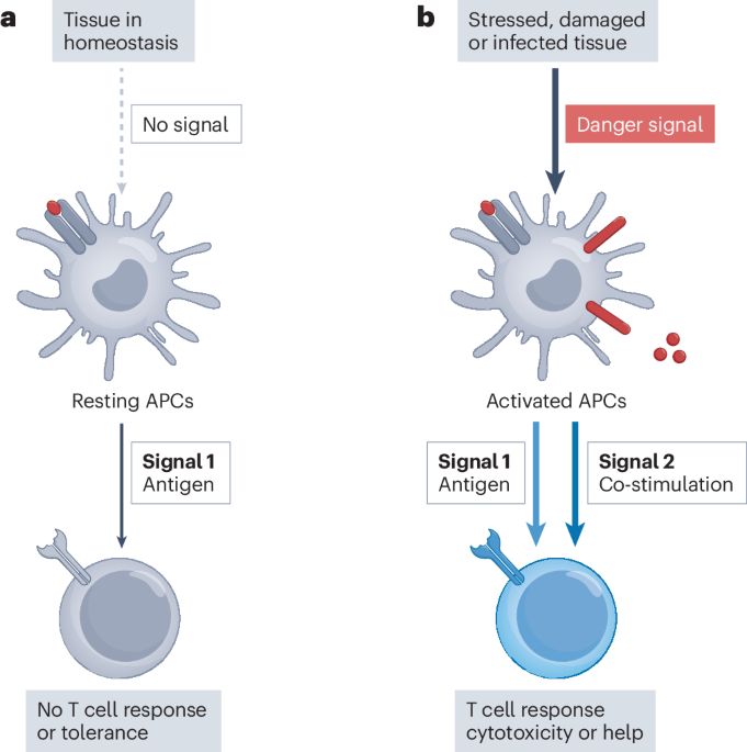 The danger theory of immunity revisited