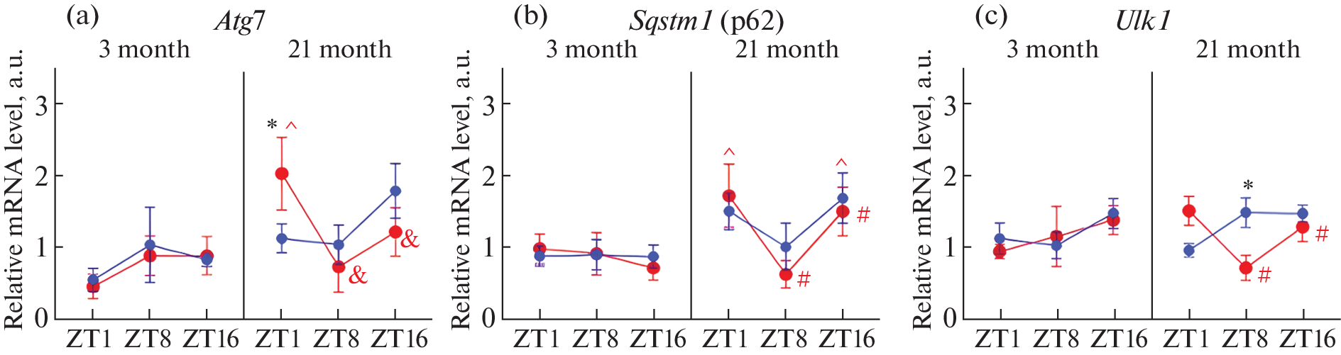 Effects of Time-of-Day on the Expression of Autophagy Genes at the Different Stages of Age-Related Macular Degeneration-Like Retinopathy in Rat’s Retina