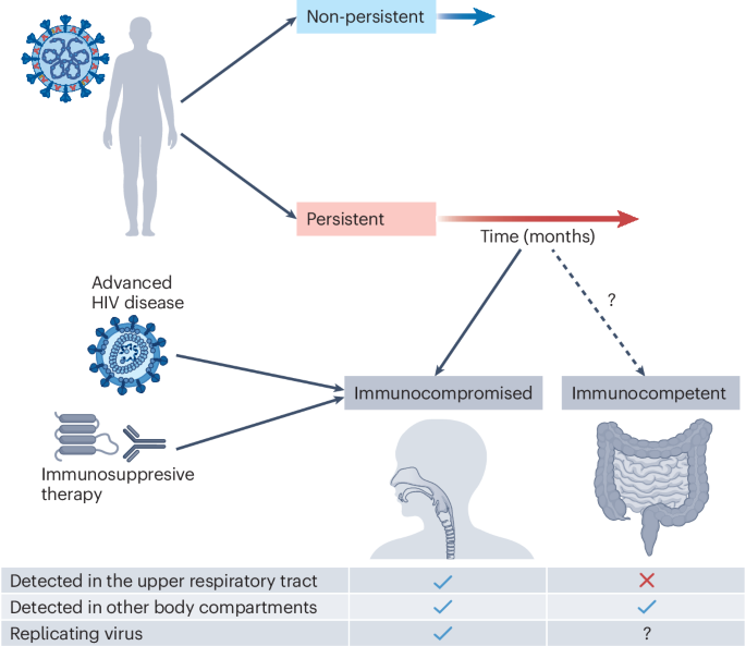 The consequences of SARS-CoV-2 within-host persistence