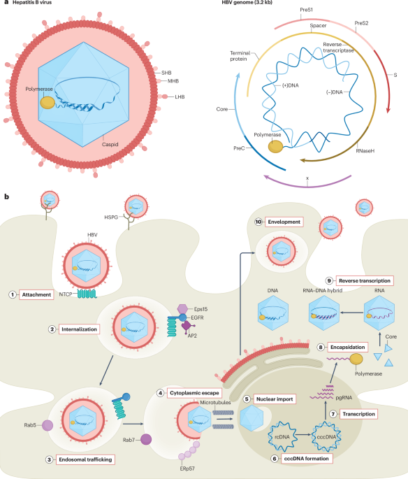 Hepatitis B and D virus entry