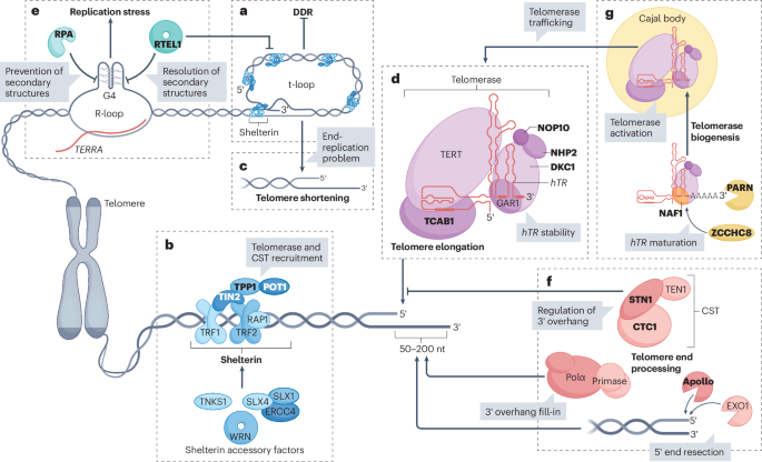 Telomere function and regulation from mouse models to human ageing and disease