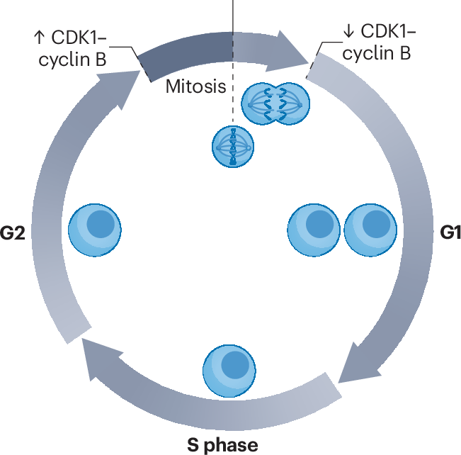 Exploiting cell cycle-dependent dephosphorylation for mitosis-specific protein recruitment