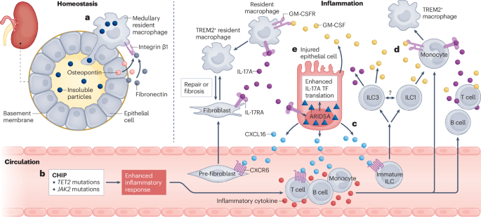 Immune–stromal interplay shapes kidney function in health and disease