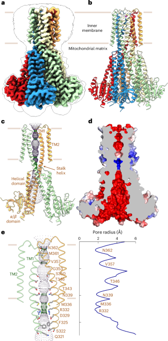 Structure and function of the human mitochondrial MRS2 channel