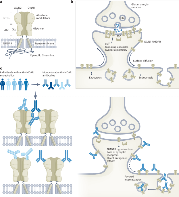 Diverse anti-NMDAR autoantibodies from individuals with encephalitis