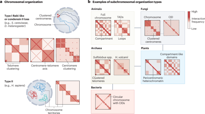 Evolution and function of chromatin domains across the tree of life