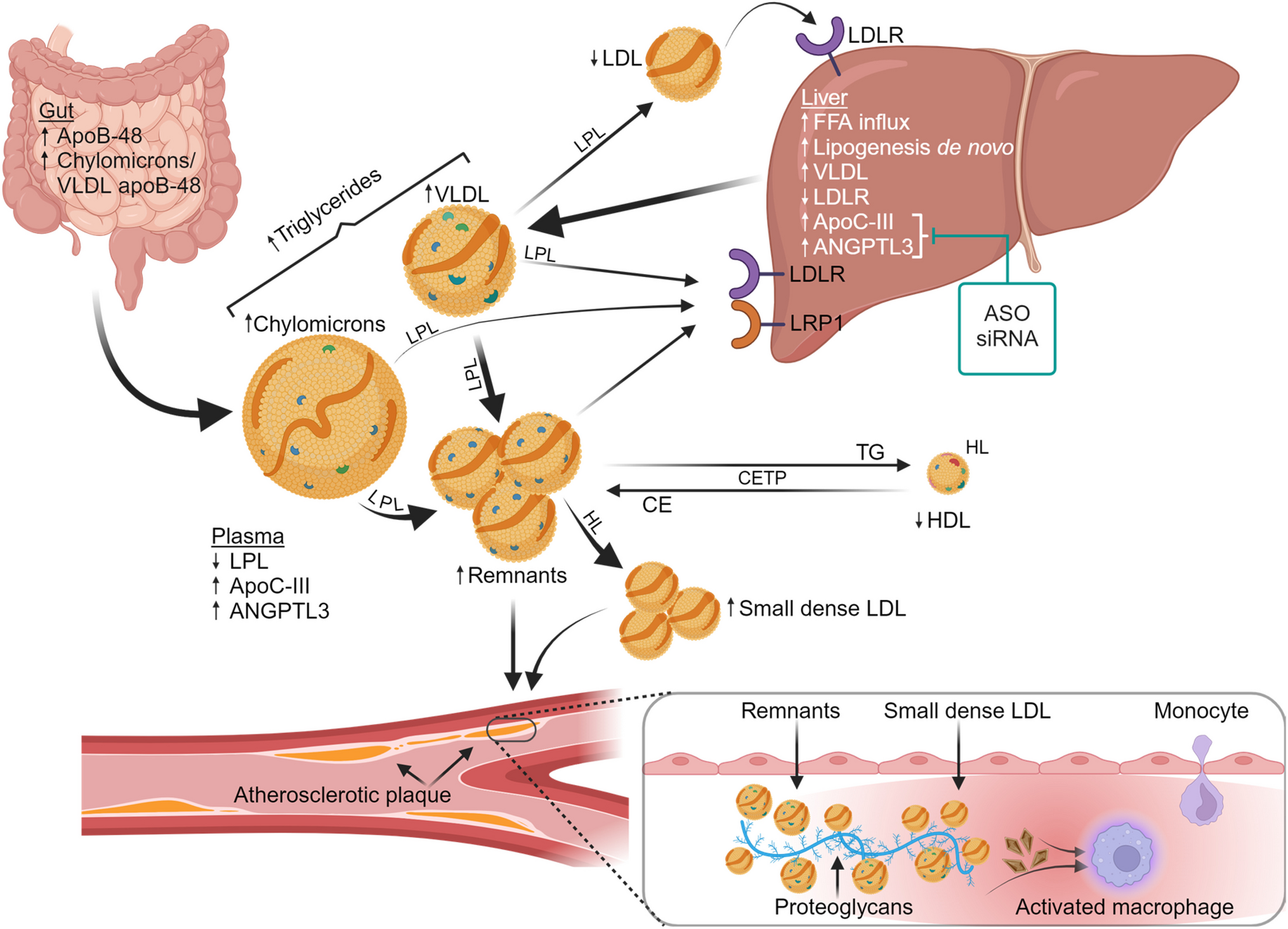 Impact of Remnant Cholesterol on Cardiovascular Risk in Diabetes