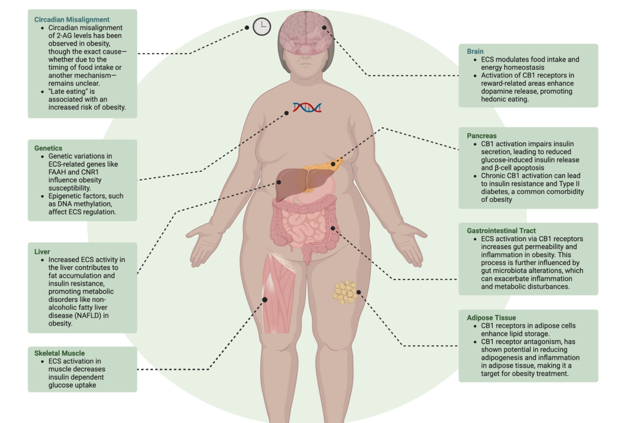 Beyond the Scale: Exploring the Endocannabinoid System’s Impact on Obesity