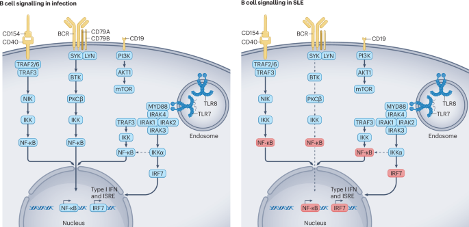 The essential roles of memory B cells in the pathogenesis of systemic lupus erythematosus