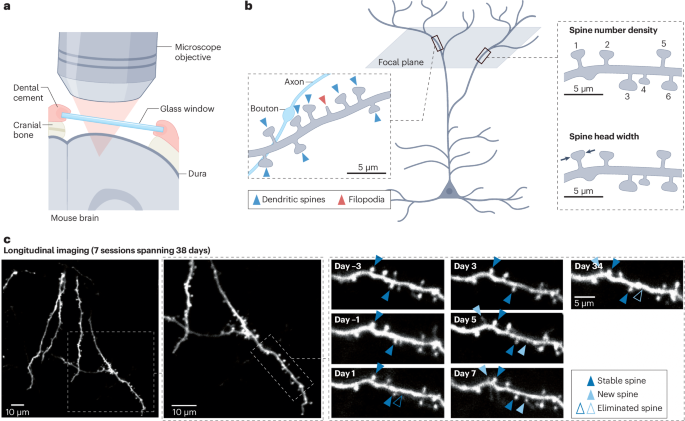 Structural neural plasticity evoked by rapid-acting antidepressant interventions