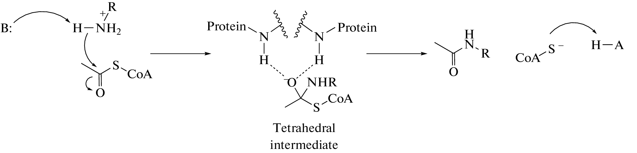 The Mechanism of Deprotonation of the Amino Group of Glutamate upon Binding to N-Acetylglutamate Synthase