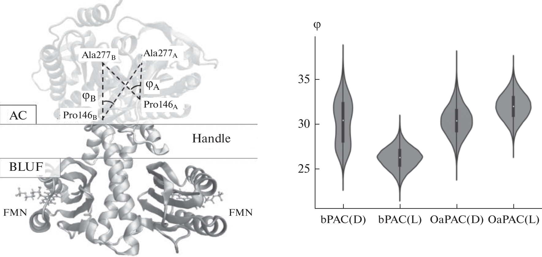 A Comparative Study of the Dynamic Behavior of Bacterial Photoregulated Adenylate Cyclases bPAC and OaPAC