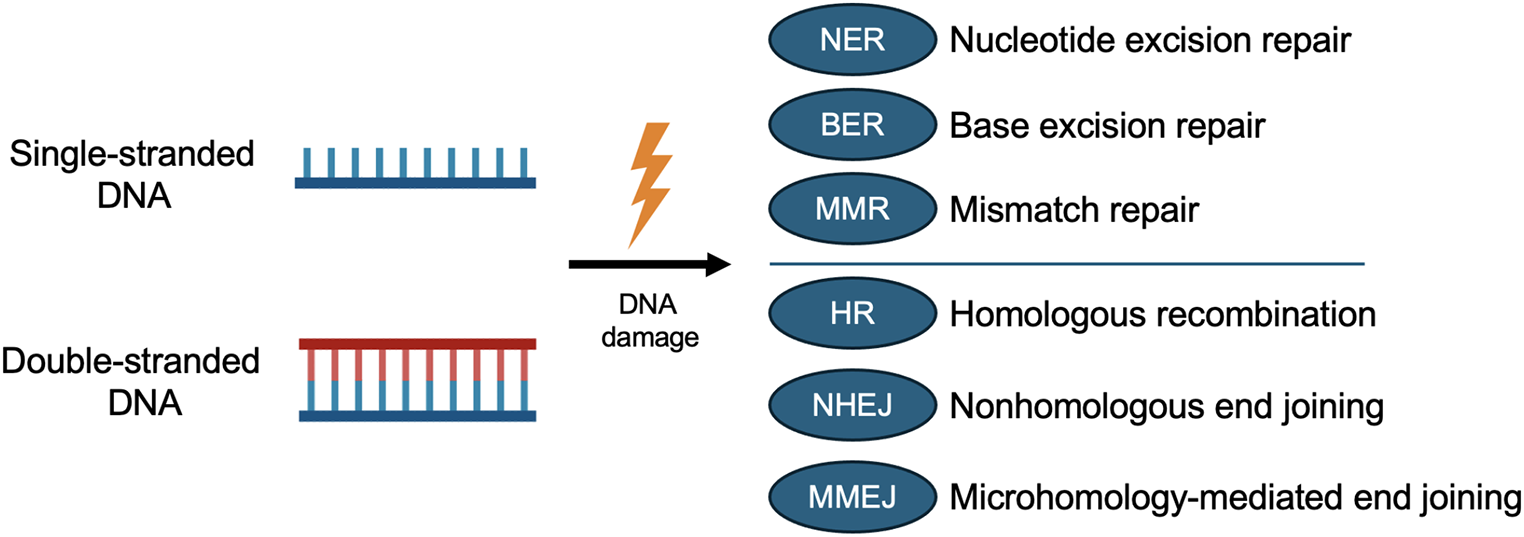 Impact of DNA Repair Deficiency in the Evolving Treatment Landscape of Bladder Cancer