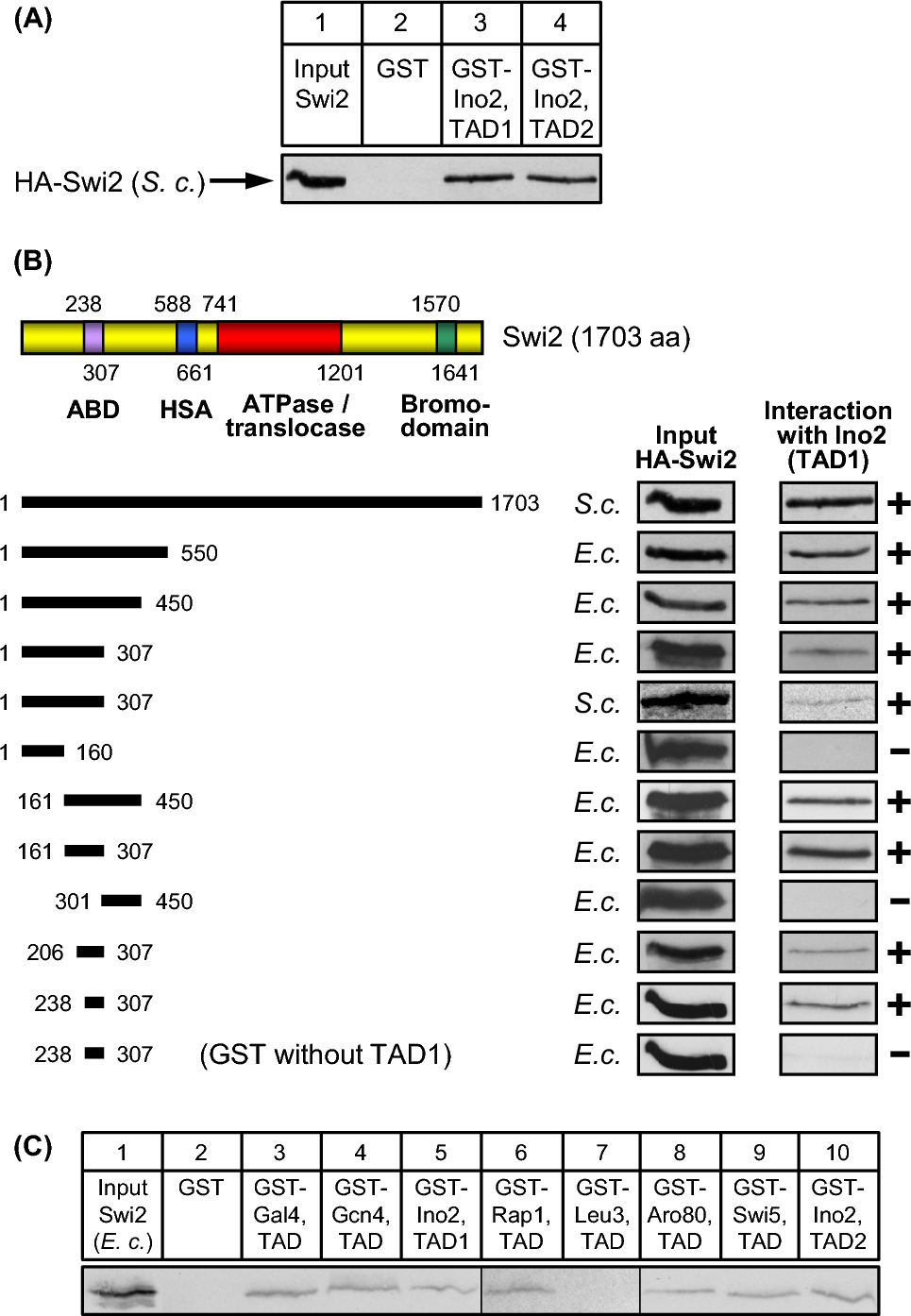 Transcriptional activation domains interact with ATPase subunits of yeast chromatin remodelling complexes SWI/SNF, RSC and INO80