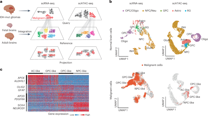 Evolving cell states and oncogenic drivers during the progression of IDH-mutant gliomas