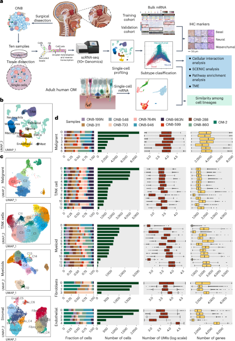 Single-cell transcriptomic landscape deciphers olfactory neuroblastoma subtypes and intra-tumoral heterogeneity