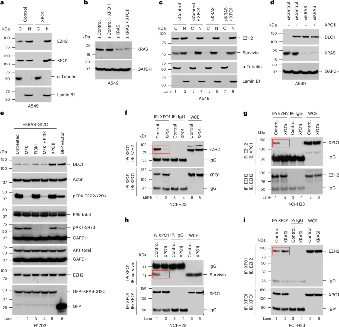 The pro-oncogenic noncanonical activity of a RAS•GTP:RanGAP1 complex facilitates nuclear protein export