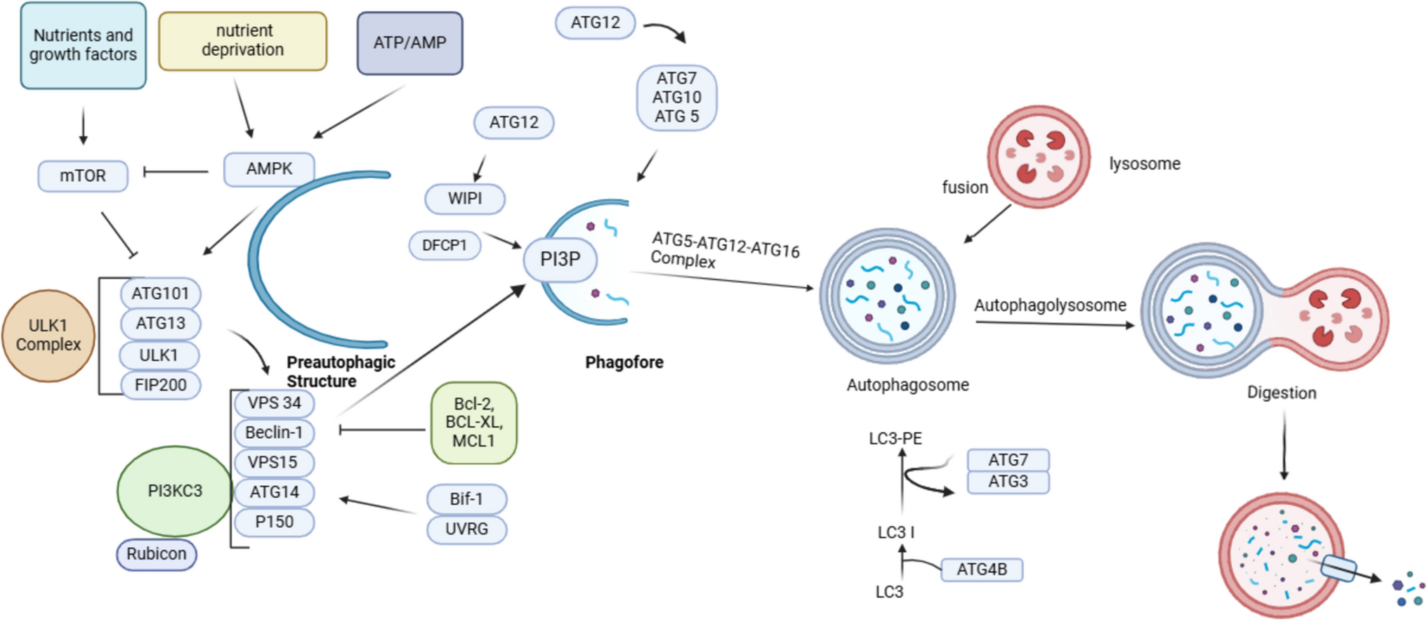 Autophagy-based therapy for hepatocellular carcinoma: from standard treatments to combination therapy, oncolytic virotherapy, and targeted nanomedicines