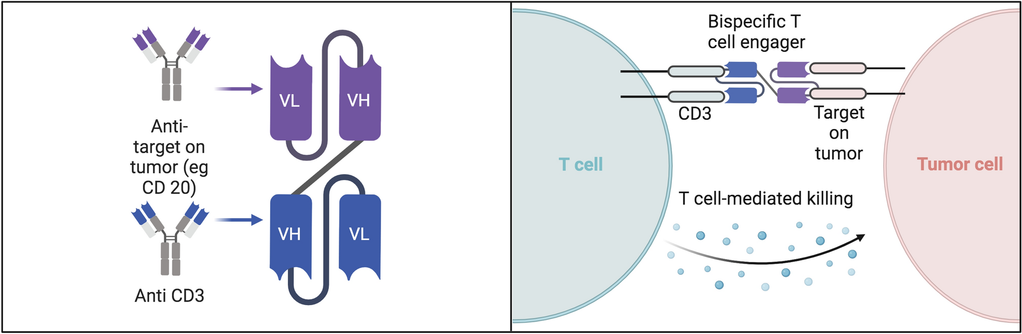 Bispecific antibodies in clinical practice: Understanding recent advances and current place in cancer treatment landscape