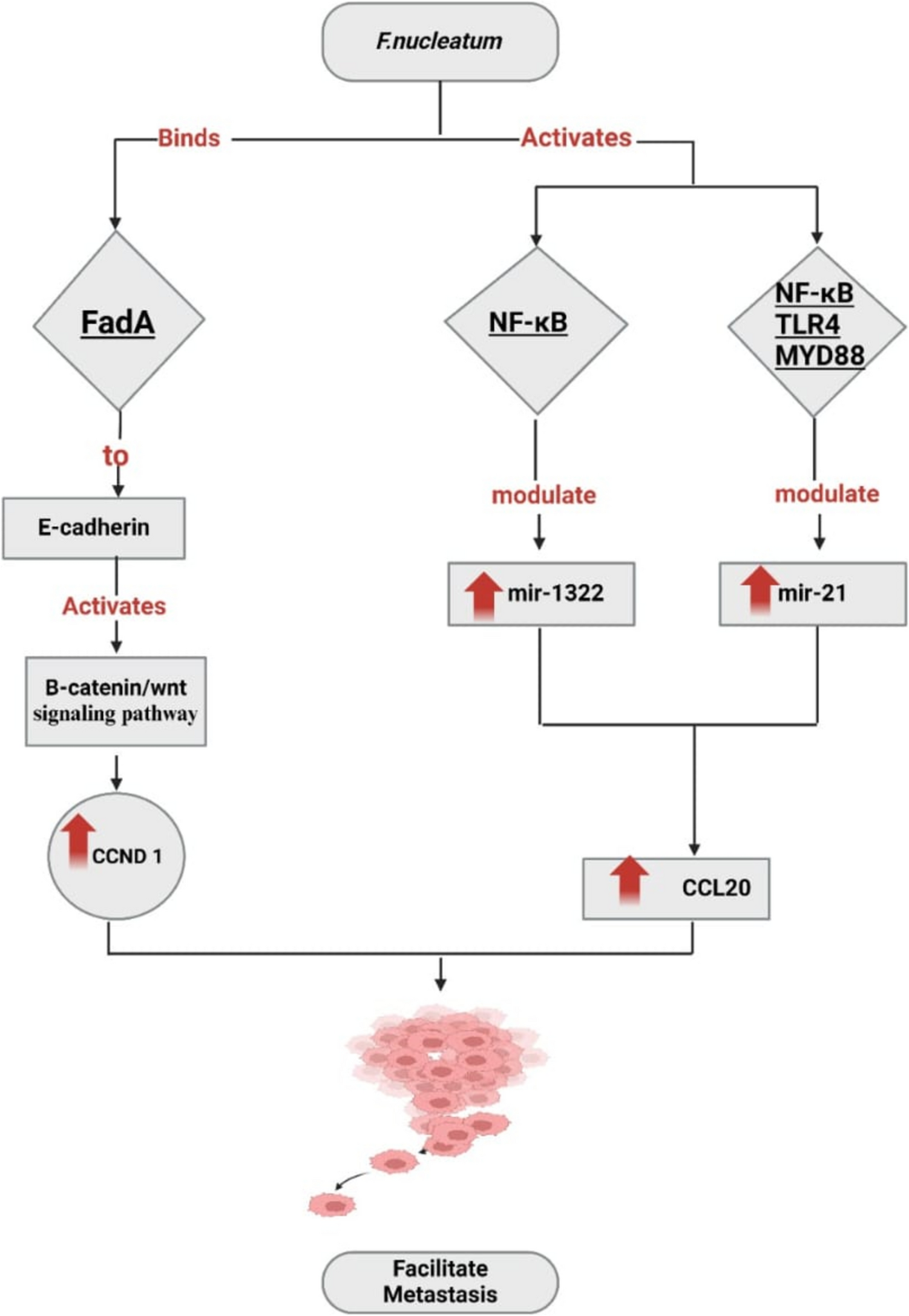 The bacterial microbiome and cancer: development, diagnosis, treatment, and future directions