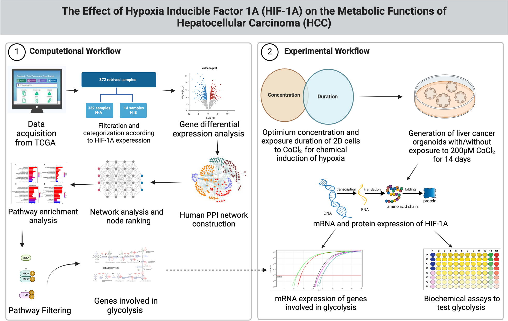 Development of hepatocellular carcinoma organoid model recapitulating HIF-1A metabolic signature