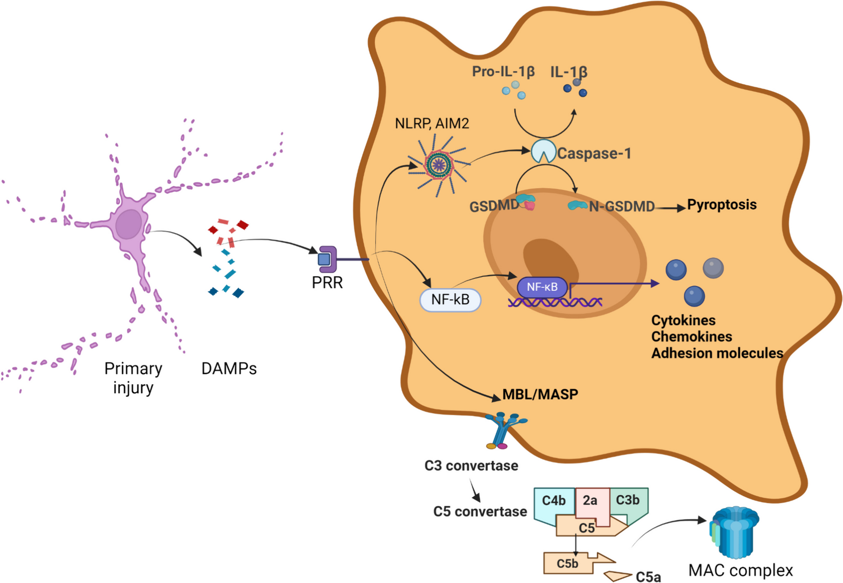 Immune Response in Traumatic Brain Injury