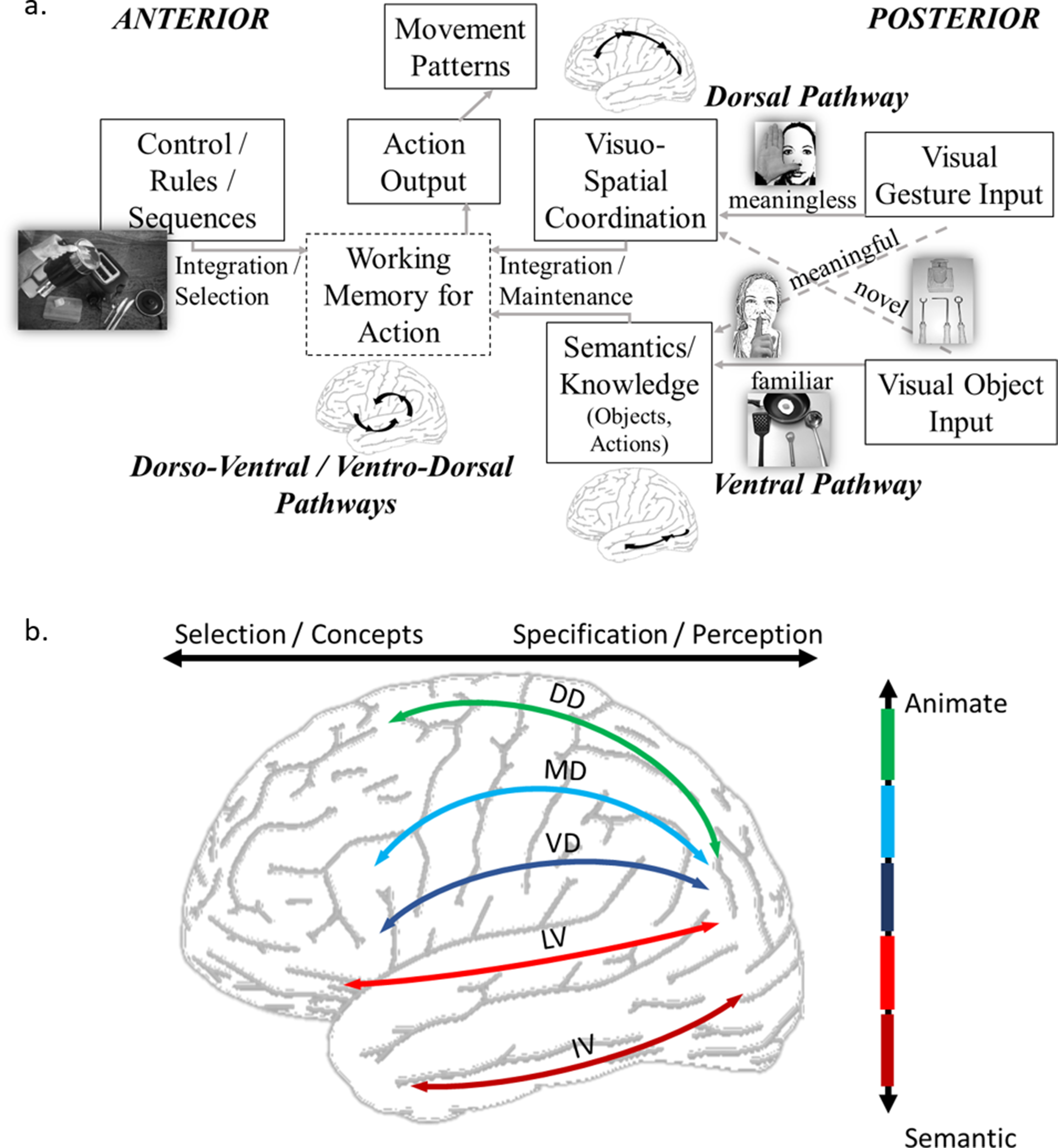 Apraxia: From Neuroanatomical Pathways to Clinical Manifestations