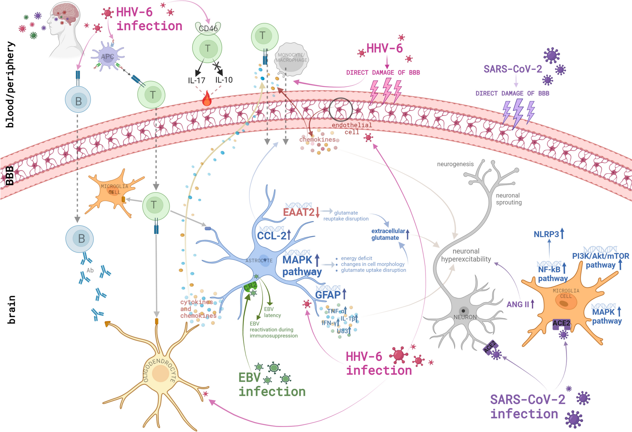 The Development of Epilepsy Following CNS Viral Infections: Mechanisms