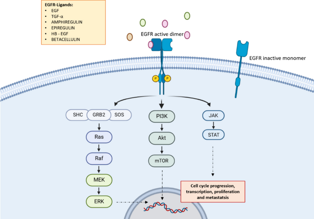 First-Line Therapy in Metastatic, RAS Wild-Type, Left-Sided Colorectal Cancer: Should Everyone Receive Anti-EGFR Therapy?