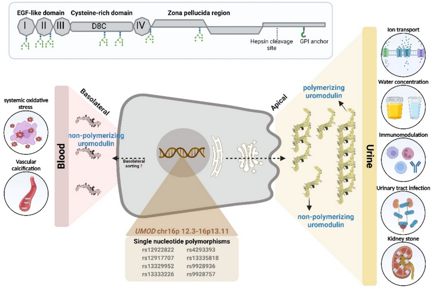 Insights into Uromodulin and Blood Pressure