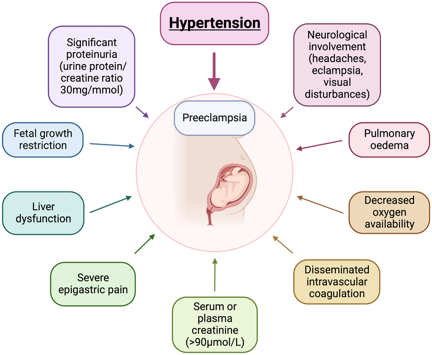 Importance of the (Pro)renin Receptor in Activating the Renin-Angiotensin System During Normotensive and Preeclamptic Pregnancies