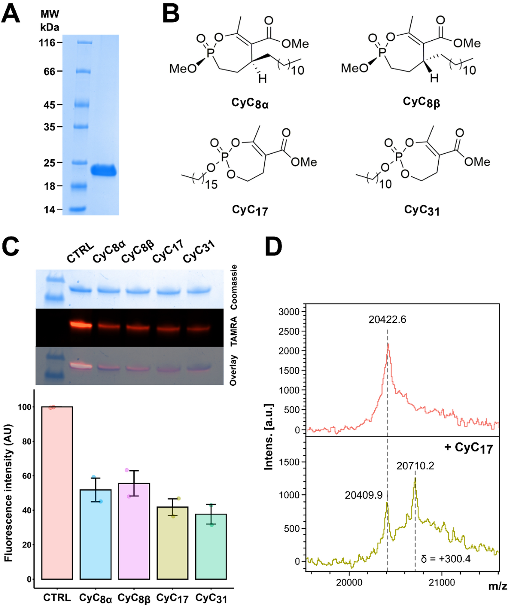 Cyclophostin and Cyclipostins analogues counteract macrolide-induced resistance mediated by erm(41) in Mycobacterium abscessus