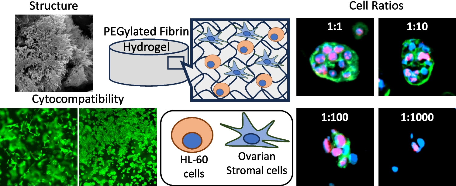 Tumor-Infiltration Mimicking Model of Contaminated Ovarian Tissue as an Innovative Platform for Advanced Cancer Research