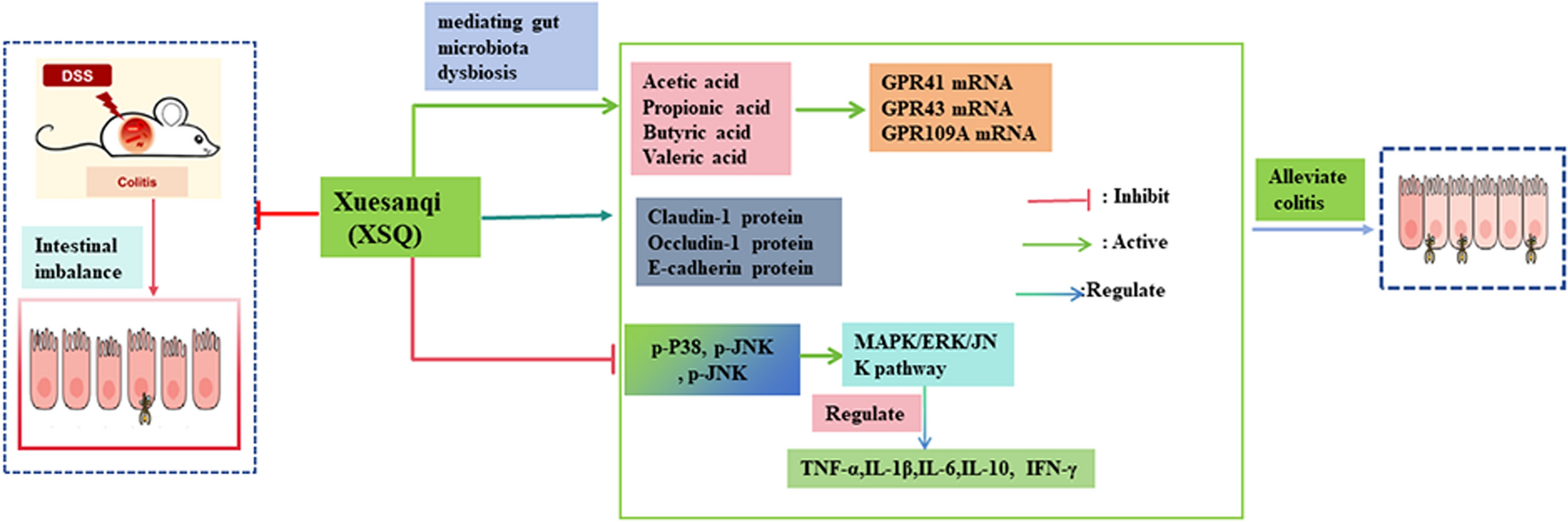 Xuesanqi ameliorates DSS-induced colitis in mice by mediating gut microbiota dysbiosis and modulating MAPK/ERK/JNK pathway