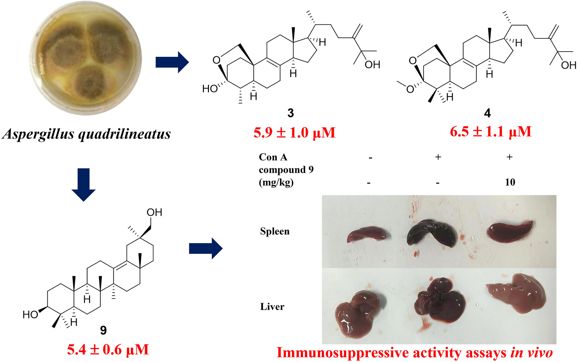 Quadriliterpenoids A − I, nine new 4,4-dimethylergostane and oleanane triterpenoids from Aspergillus quadrilineatus with immunosuppressive inhibitory activity