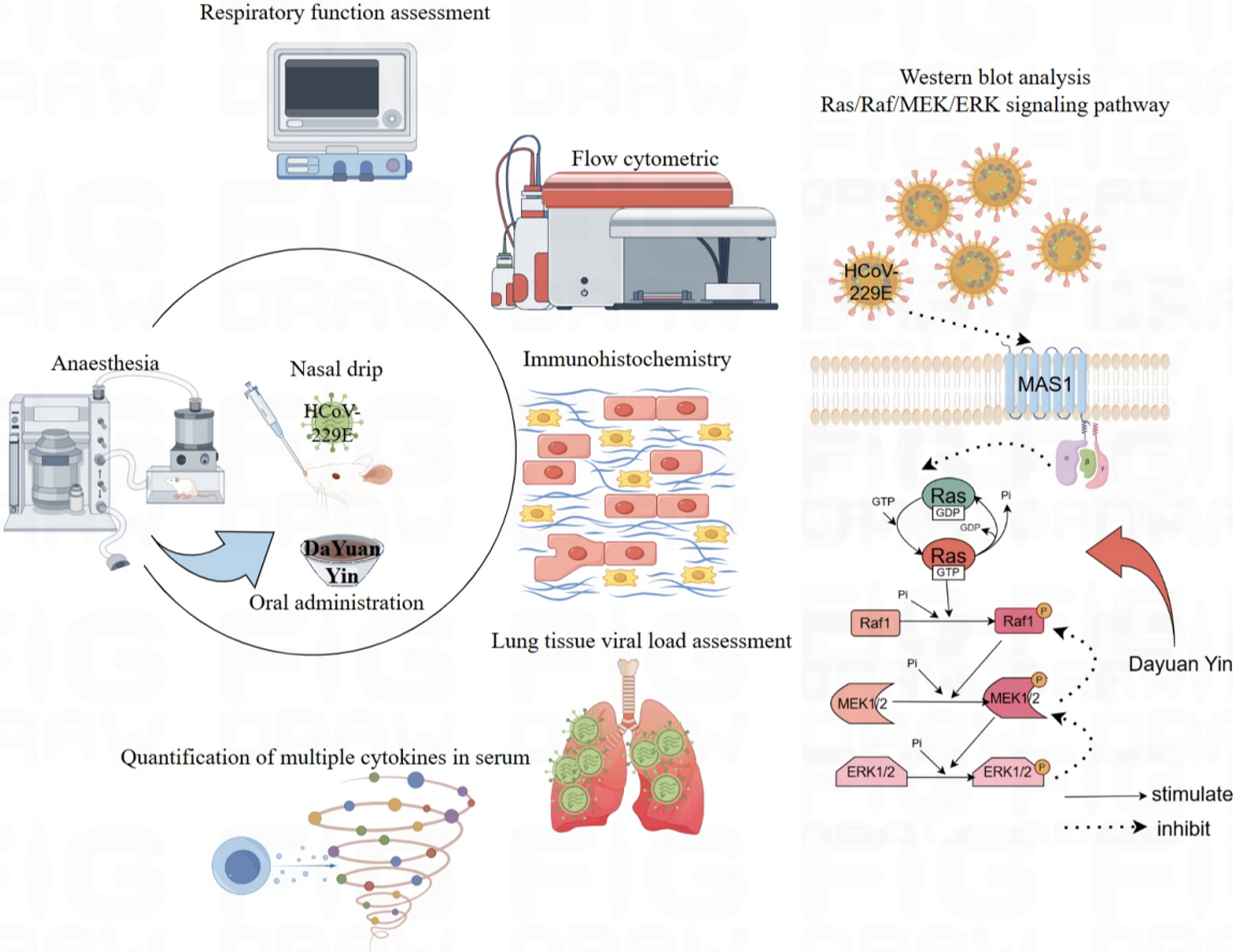 Dayuan Yin alleviates symptoms of HCoV-229E-induced pneumonia and modulates the Ras/Raf1/MEK/ERK pathway