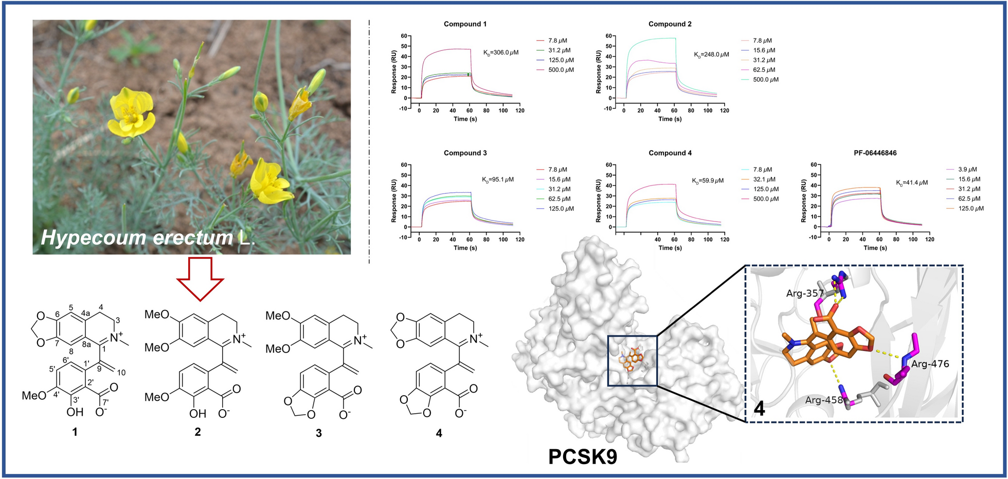 Hypecotumines A-D, new isoquinoline alkaloids with potential PCSK9 inhibition activity from Hypecoum erectum L.