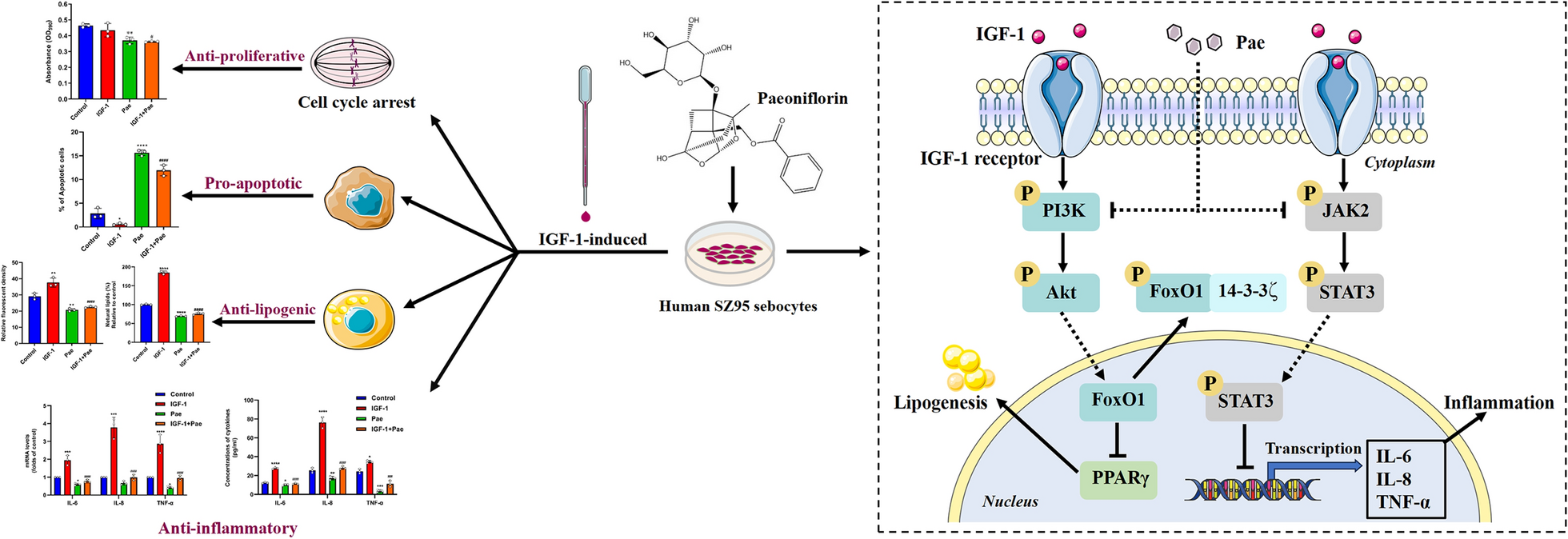 Paeoniflorin mitigates insulin-like growth factor 1-induced lipogenesis and inflammation in human sebocytes by inhibiting the PI3K/Akt/FoxO1 and JAK2/STAT3 signaling pathways