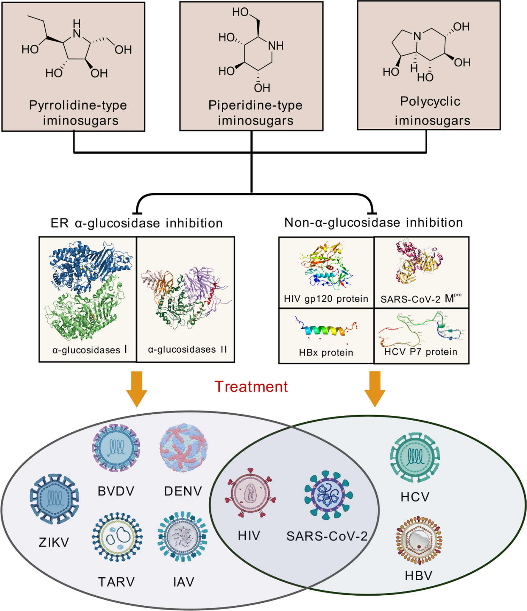 Expanding horizons of iminosugars as broad-spectrum anti-virals: mechanism, efficacy and novel developments